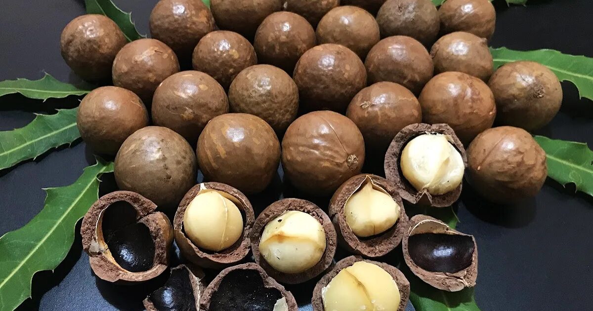 Макадамия орех свойства для мужчин. Macadamia integrifolia. Мадагаскарский орех. Орешник макадамия. Макадамия орех дерево.