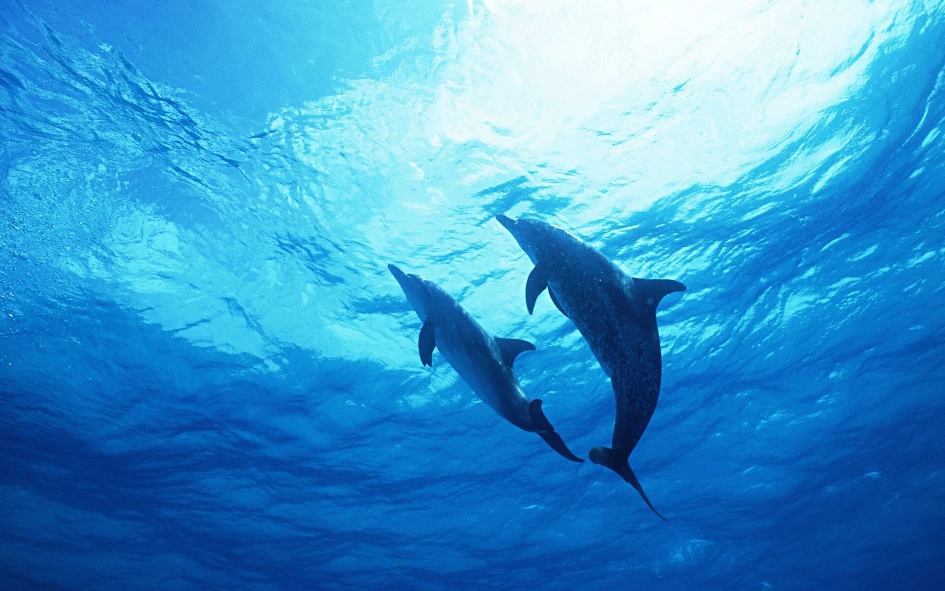 Дельфины в океане. Море океан дельфины. Черноморская афалина стая. Дельфин в море. Дельфины в море.