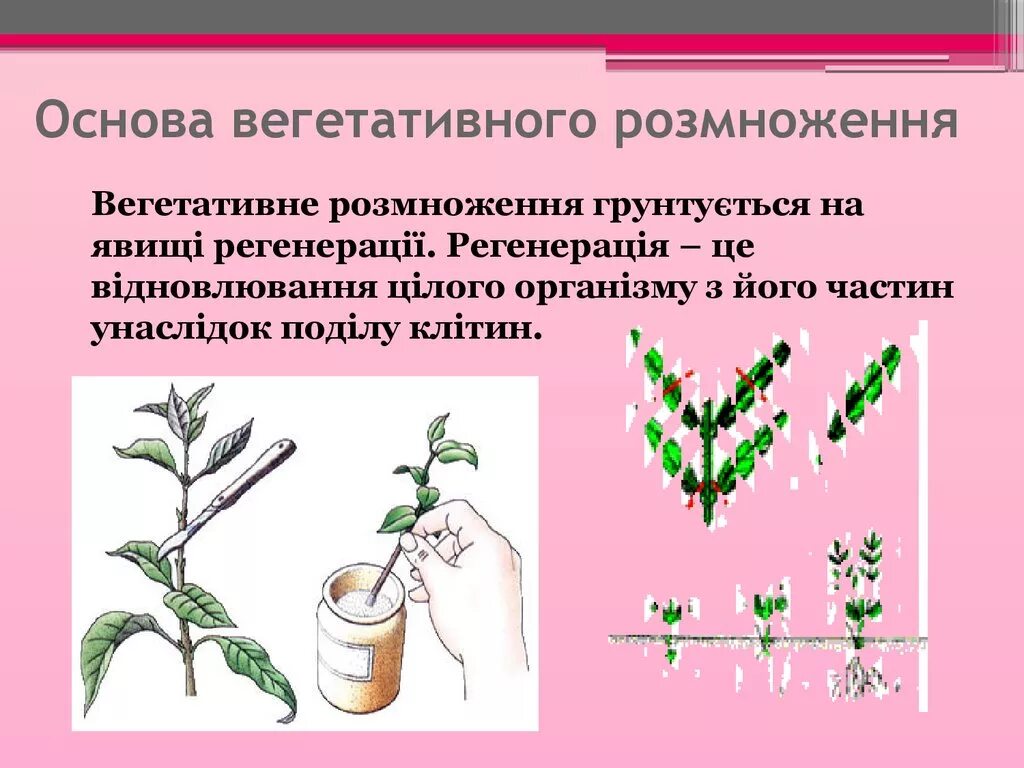 Размножение герани вегетативным способом. Вегетативное размножение сорняков. Злак размножается вегетативно. Алиссум вегетативный размножение. Какое значение имеет вегетативное размножение в природе