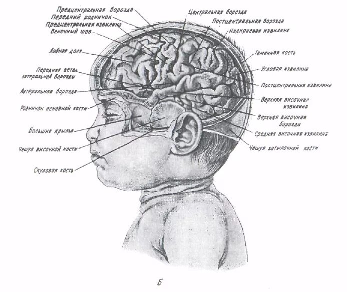 Строение головного мозга новорожденного. Строение головного мозга у новорожденных. Нервная система новорожденного. Центральная нервная система новорожденного