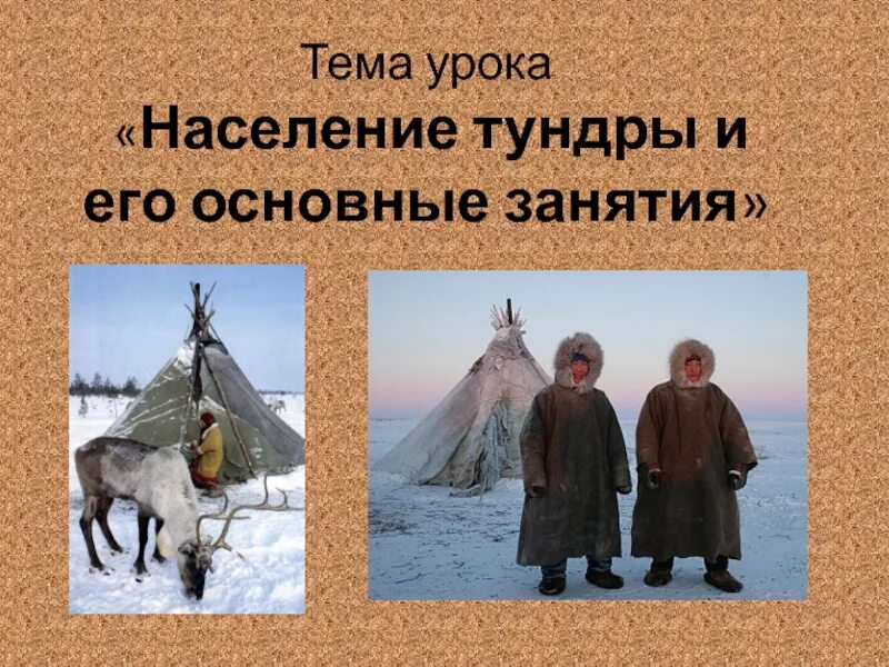 Основным занятием тундры является. Жители тундры. занятия населения тундры. занятия коренных жителей тундры. жители тундры и их занятия.