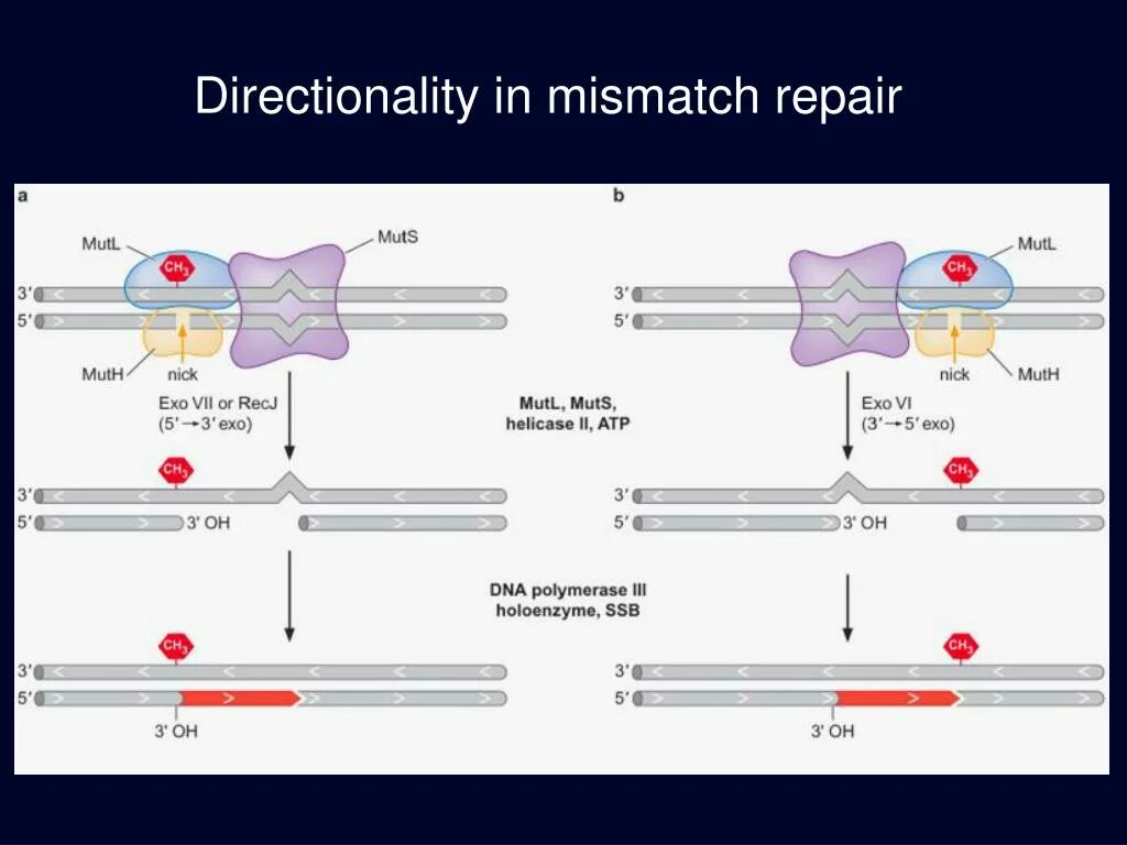Subsystem id mismatch atiwinflash. Mismatch repair. dna mismatch repair. mismatch repair болезни. система репарации mismatch repair:.
