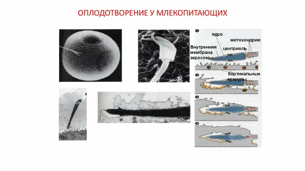 Какое оплодотворение у млекопитающих. Оплодотворение у млекопитающих. Внутреннее оплодотворение у млекопитающих. Оплодотворение яйцеклетки млекопитающих. Схема оплодотворения у млекопитающих.