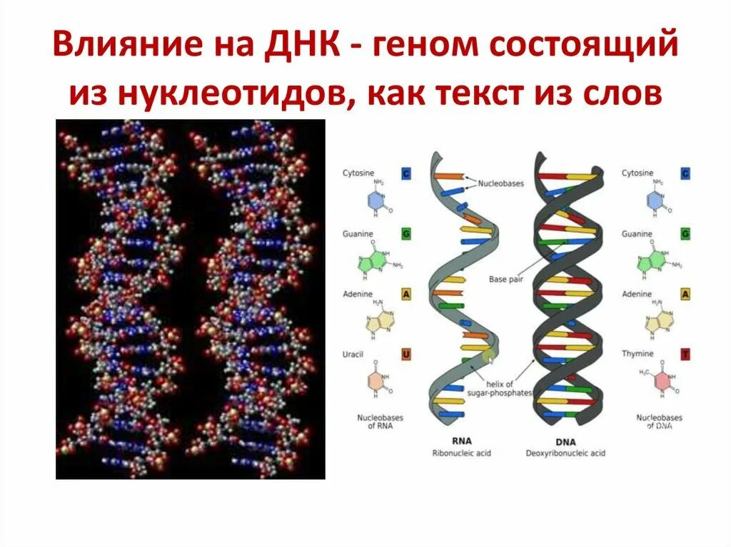 Количество нуклеотидов в составе днк. Количество нуклеотидов в составе днк