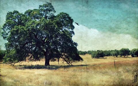 Trees style