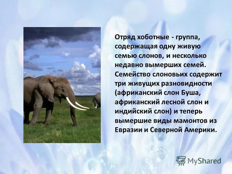 Сюжет фильма преимущество двух слонов. Слоны интересные факты. Преимущество двух слонов содержание. Слоны интересные факты для детей. Преимущество двух слонов.