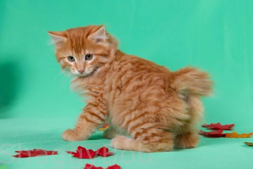 бобтейл в добрые руки