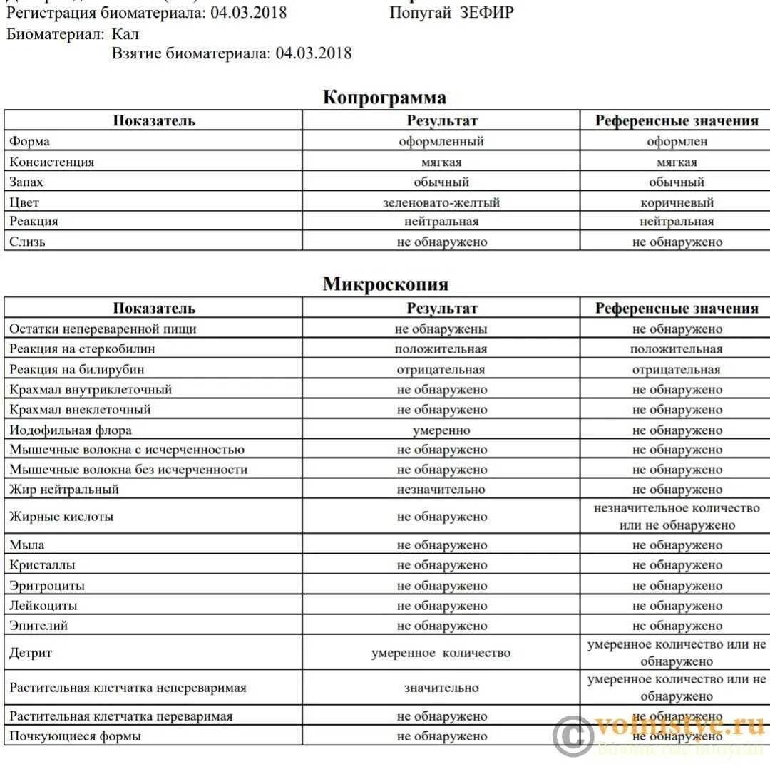 Общий анализ кала показатели норма. Копрограмма кала норма. Копрология кала микроскопия норма. Анализ кала норма копрограмма расшифровка.