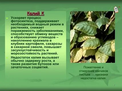 Влияние калия на рост и развитие растений