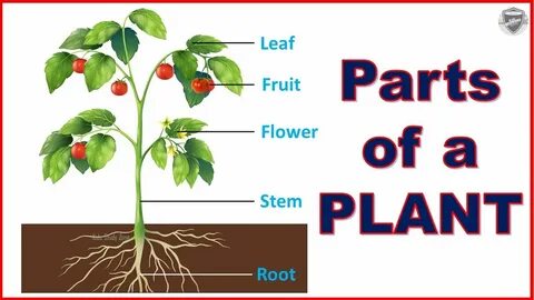 С английского на русский plant