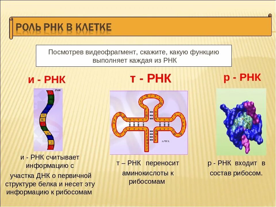 Особенности молекулы рнк. РНК ИРНК ТРНК РРНК кратко. Пространственная структура ИРНК. РНК –функции,структура,типы. Структура и функции РНК.