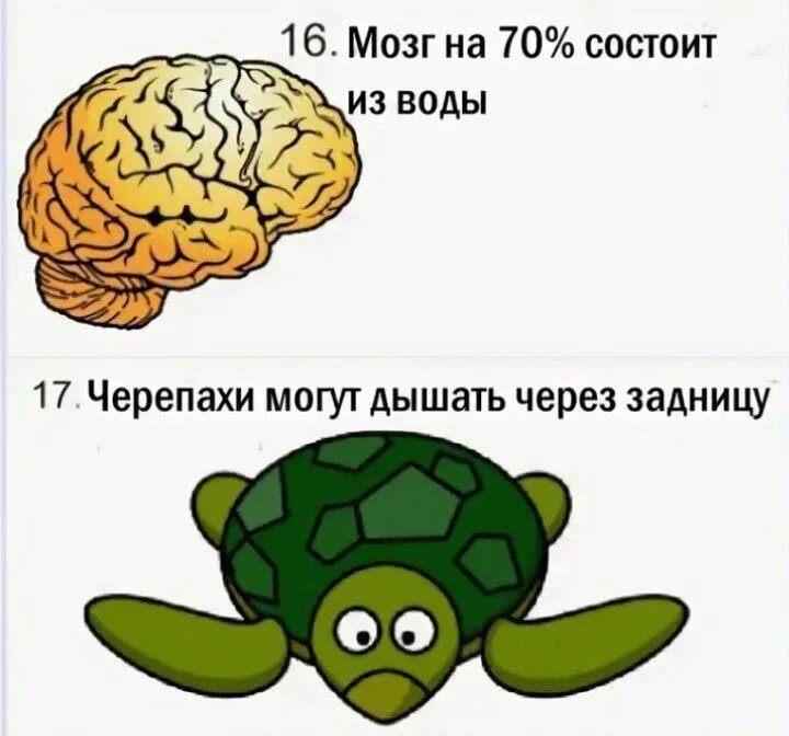 Мозг через рот