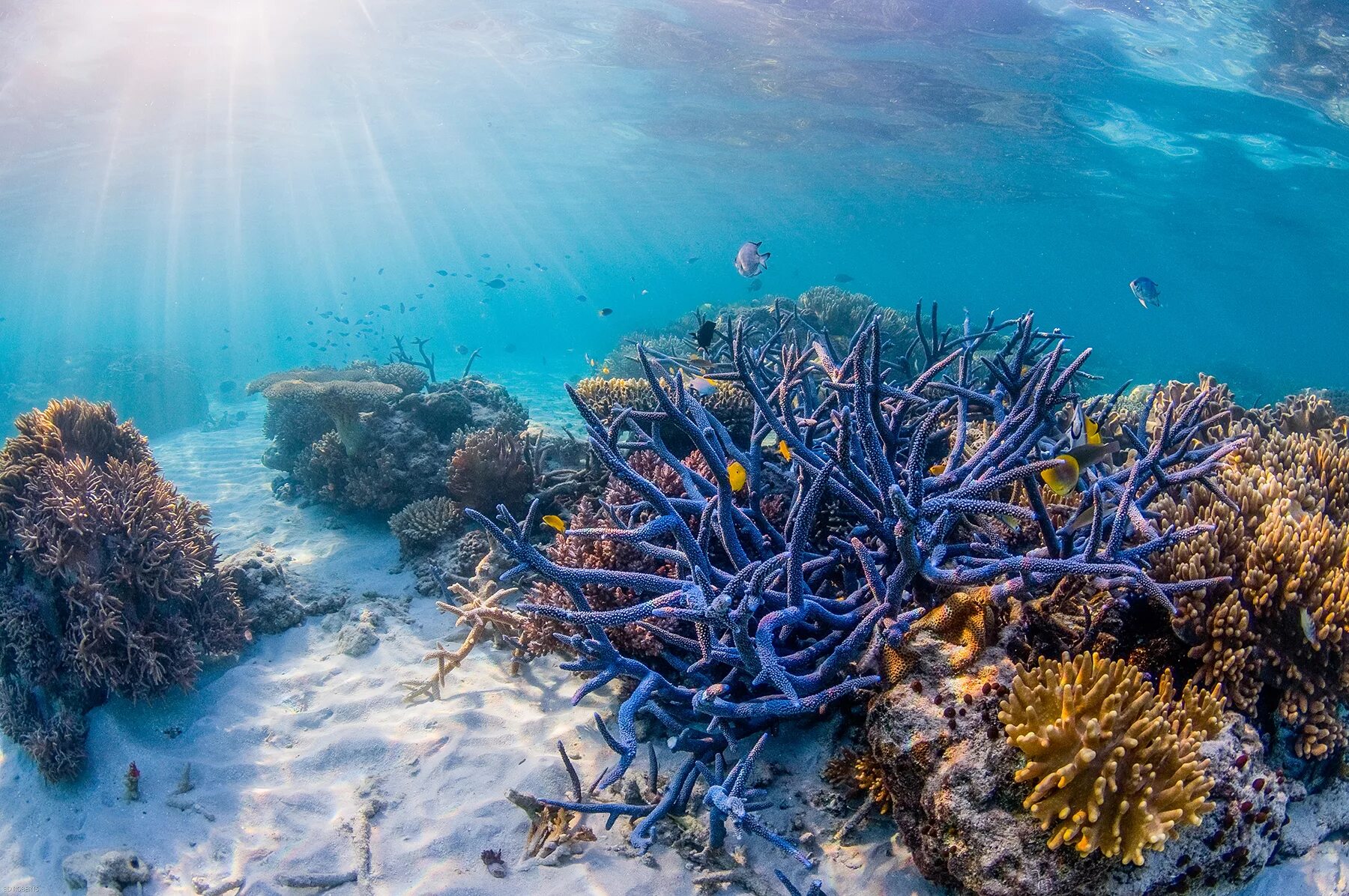 Коралловый риф 4. Большой Барьерный риф Австралия. Коралловый риф в Австралии. Коралловые рифы Карибского моря. Большой Барьерный риф кораллы.