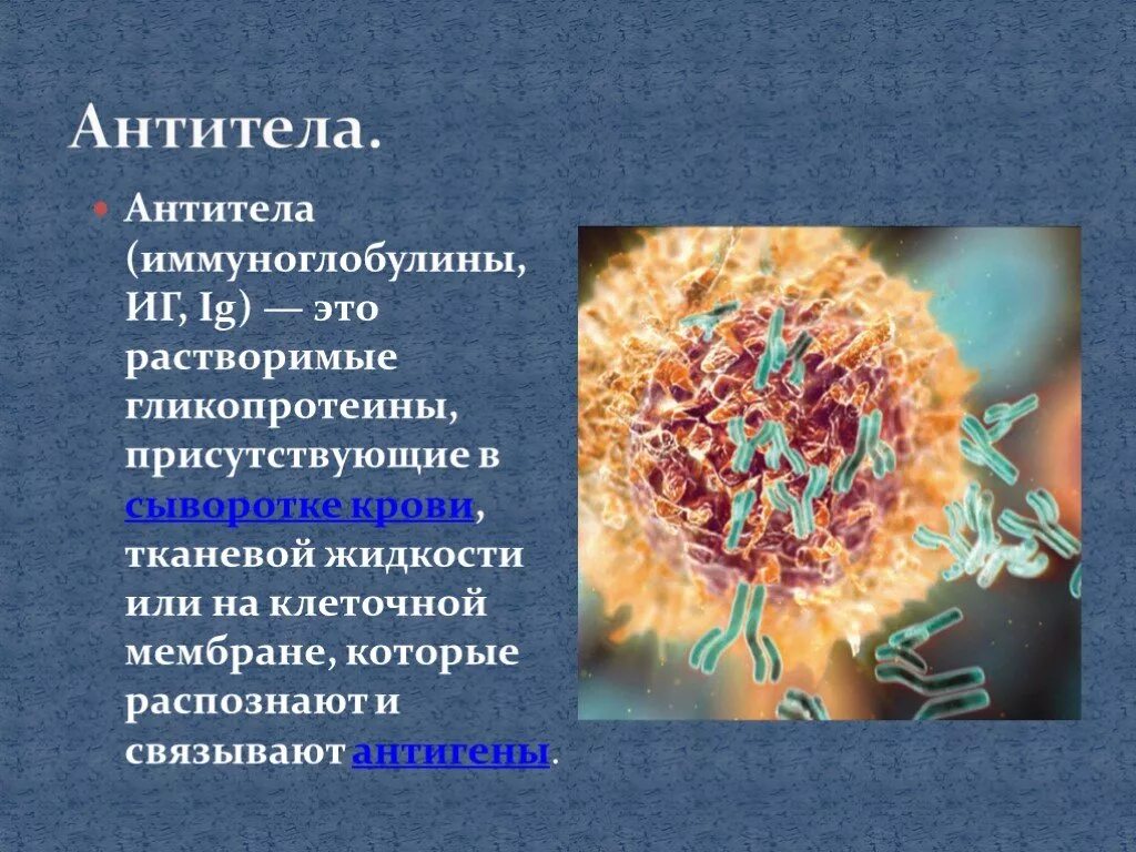 Выработка организмом антител. Антитела в организме человека. Антитела это. Антитела это в биологии. Антитела это кратко.