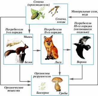 Цепь питания лисы