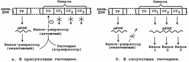 Схема регуляции синтеза белка. Схема регуляции биосинтеза белка на примере гистидинового оперона. Регуляции Синтез белка на примере гистидинового оперона. Регуляция биосинтеза белка опероном.