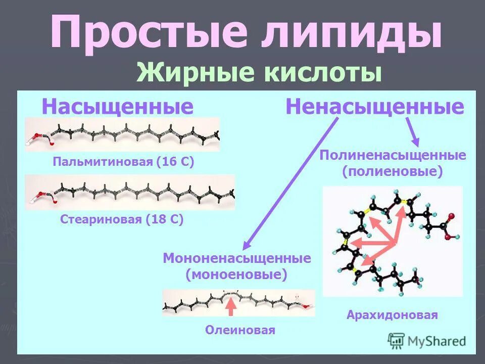 Строение сложных липидов. Функции насыщенных и ненасыщенных жирных кислот в организме. Строение кожи липиды. Фосфолипиды клеточной мембраны. Ненасыщенные жирные кислоты формулы.