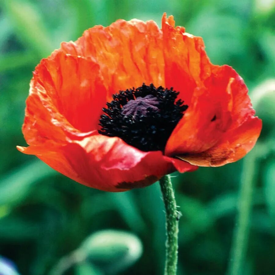 Мака язык. Переключение языка mac. Как переключить клавиатуру на русский язык на mac. Язык на mac переключается. Что означает мак на языке цветов.