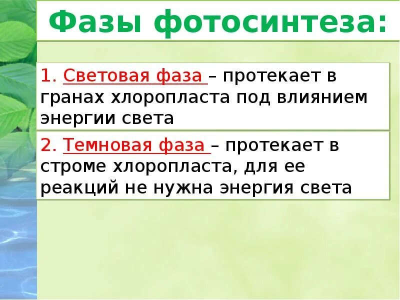 Происходит в хлоропластах на свету. Световая фаза фотосинтеза протекает. Темновая фаза в строме хлоропласта. Световая фаза протекает. Световая стадия фотосинтеза протекает.