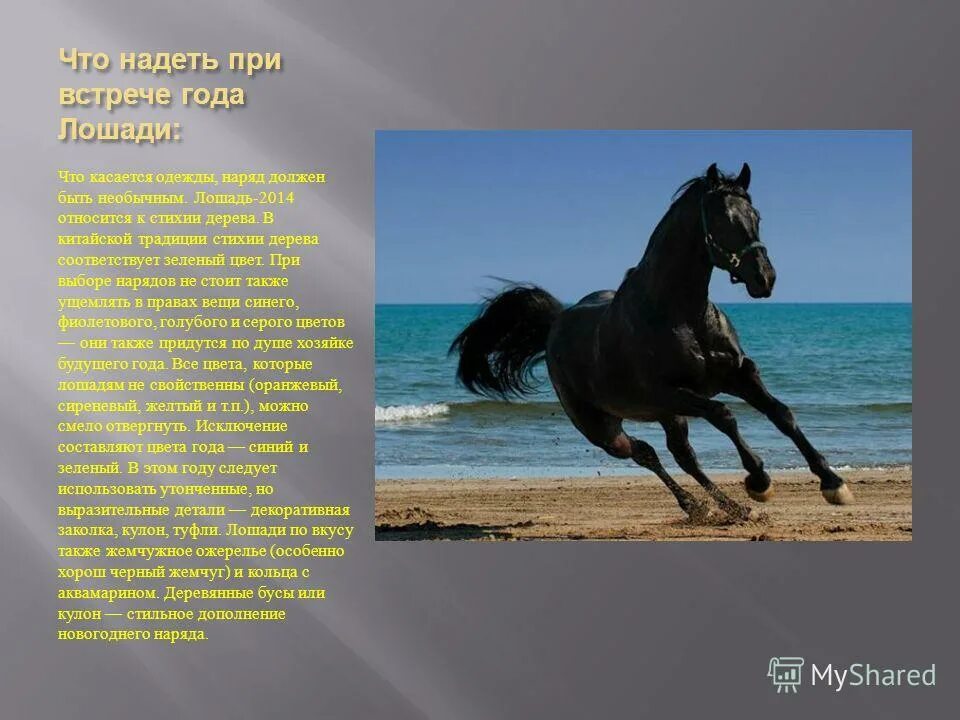 год лошади характер. календарь лошадь. табличка с кличкой лошади. кличка жеребенка. имена для жеребцов.