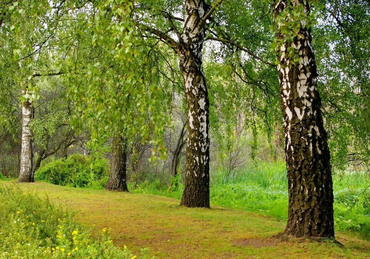 Березы. Большие березы. Береза дерево. Вековая береза. Natura bereza