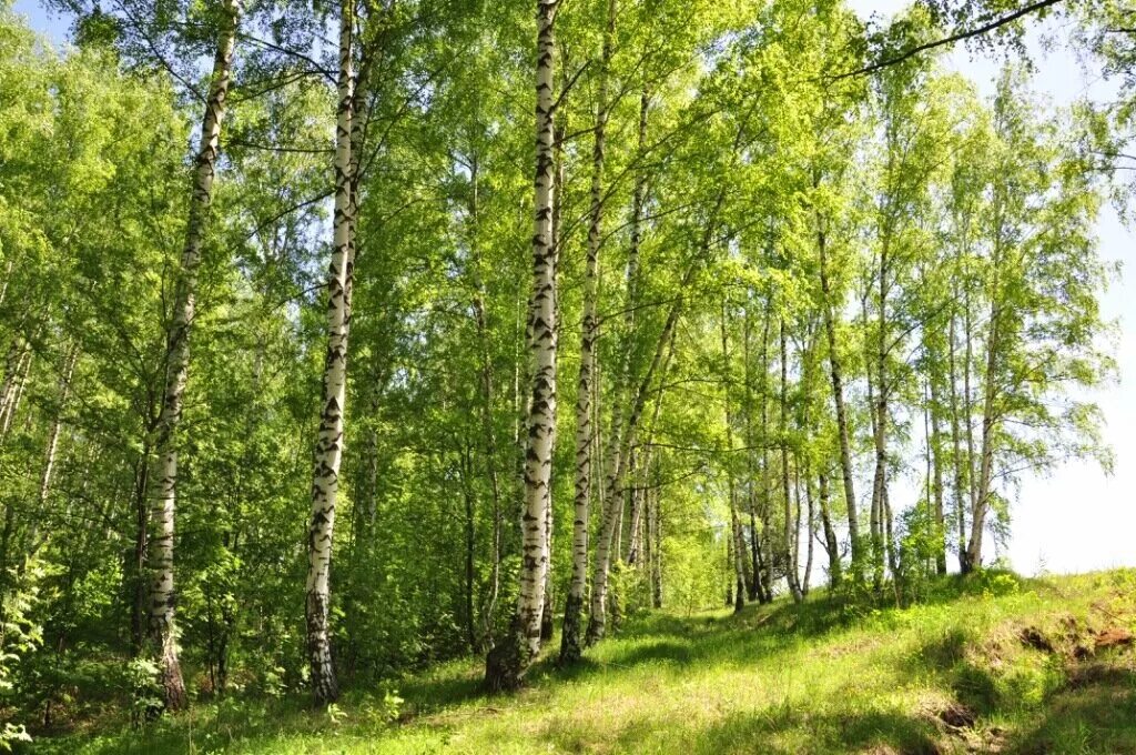 21 международный день леса. Международный день леса. Лес днем. О международном дне леса.