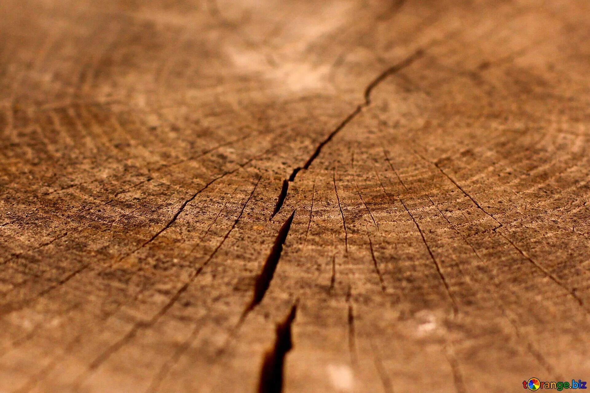 Трещины древесины. Текстура дерева с трещинами. Скол древесины. Сколы на дереве.