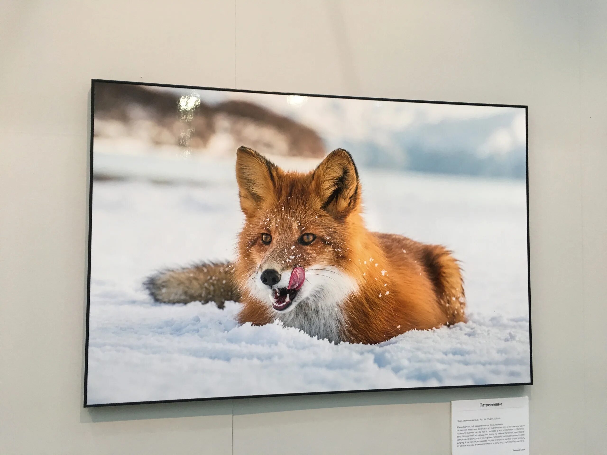 Первозданная Россия 2022. Фотовыставка в Москве Первозданная Россия. Первозданная Россия выставка 2023. Первозданная Россия лиса. Первозданная россия промокод