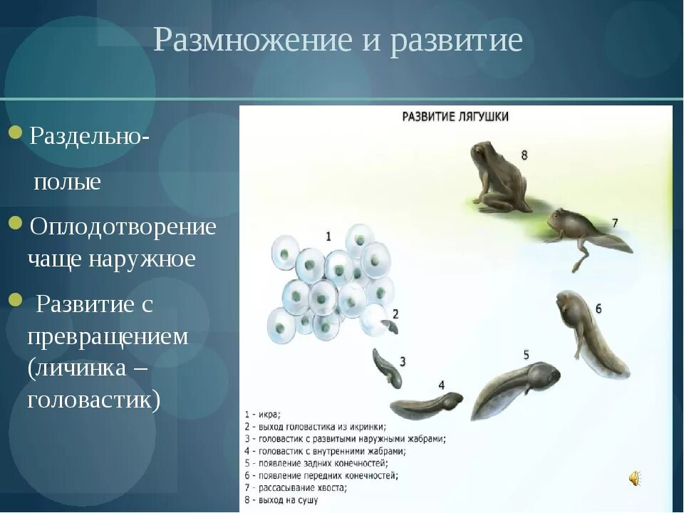 Личинка половое размножение. Размножение и развитие лягушки лягушки. внешнее оплодотворение земноводных. внутреннее оплодотворение у земноводных. внешнее оплодотворение лягушек.