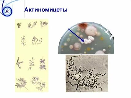 Таксономия актиномицетов