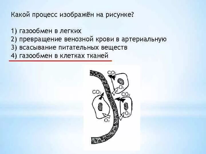 Что на этом рисунке изображено цифрой 3. Какой процесс изображен на рисунке?. Процесс превращения венозной крови в артериальную. Какой процесс изображен на картинке. Превращение венозной крови в артериальную рисунок.