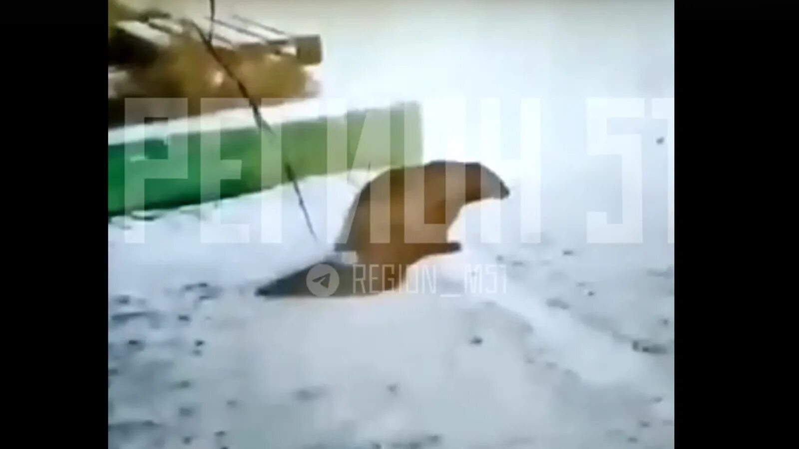 Островной житель. Фото буксиров в архангельске. Парк сокольники каток гигант. Меланезия острова. Якутск жители.