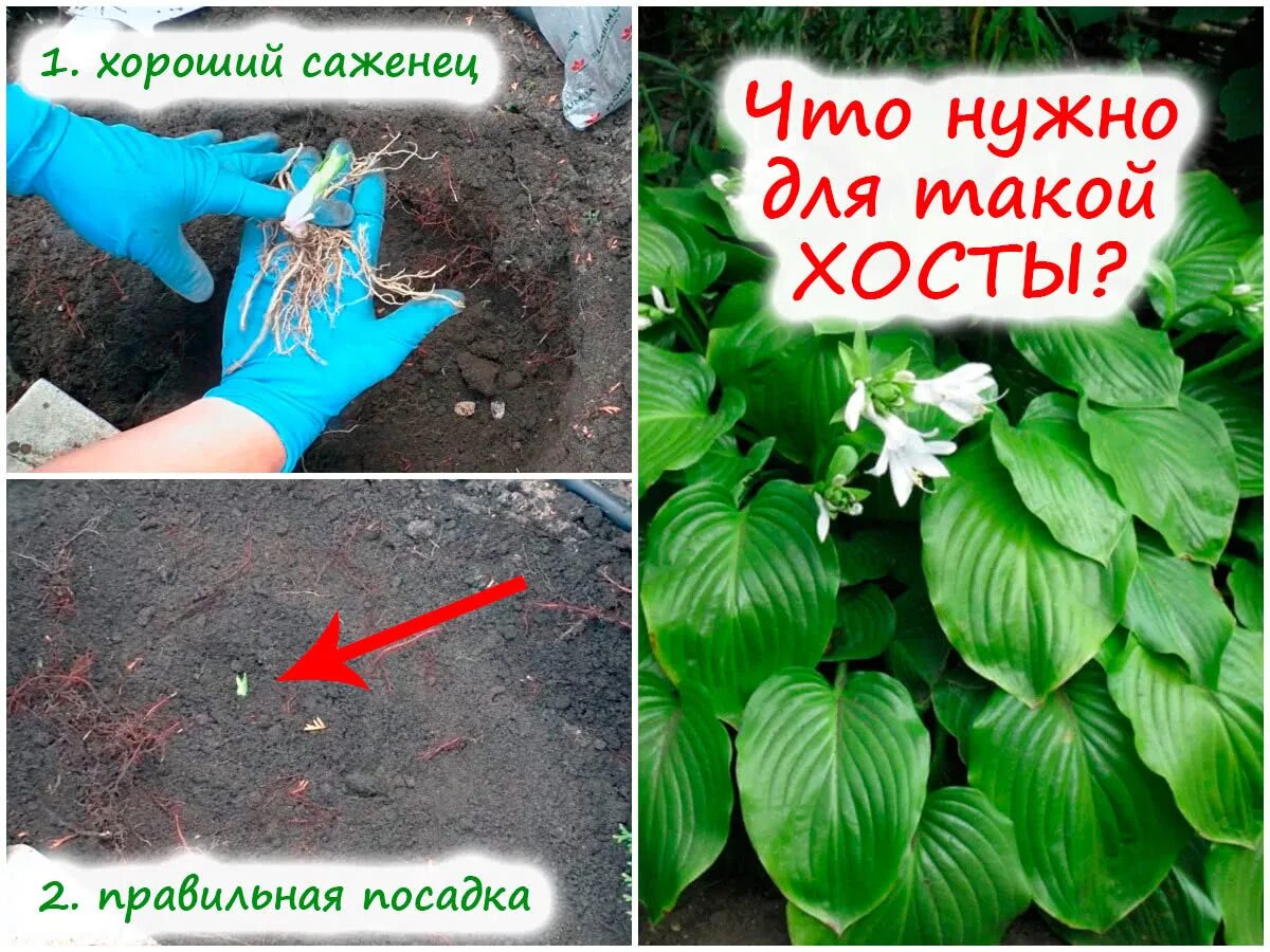 Как посадить хосту летом. Хоста как сажать. как посадить хосту. посадка хосты весной. посадка хосты летом в открытый грунт.