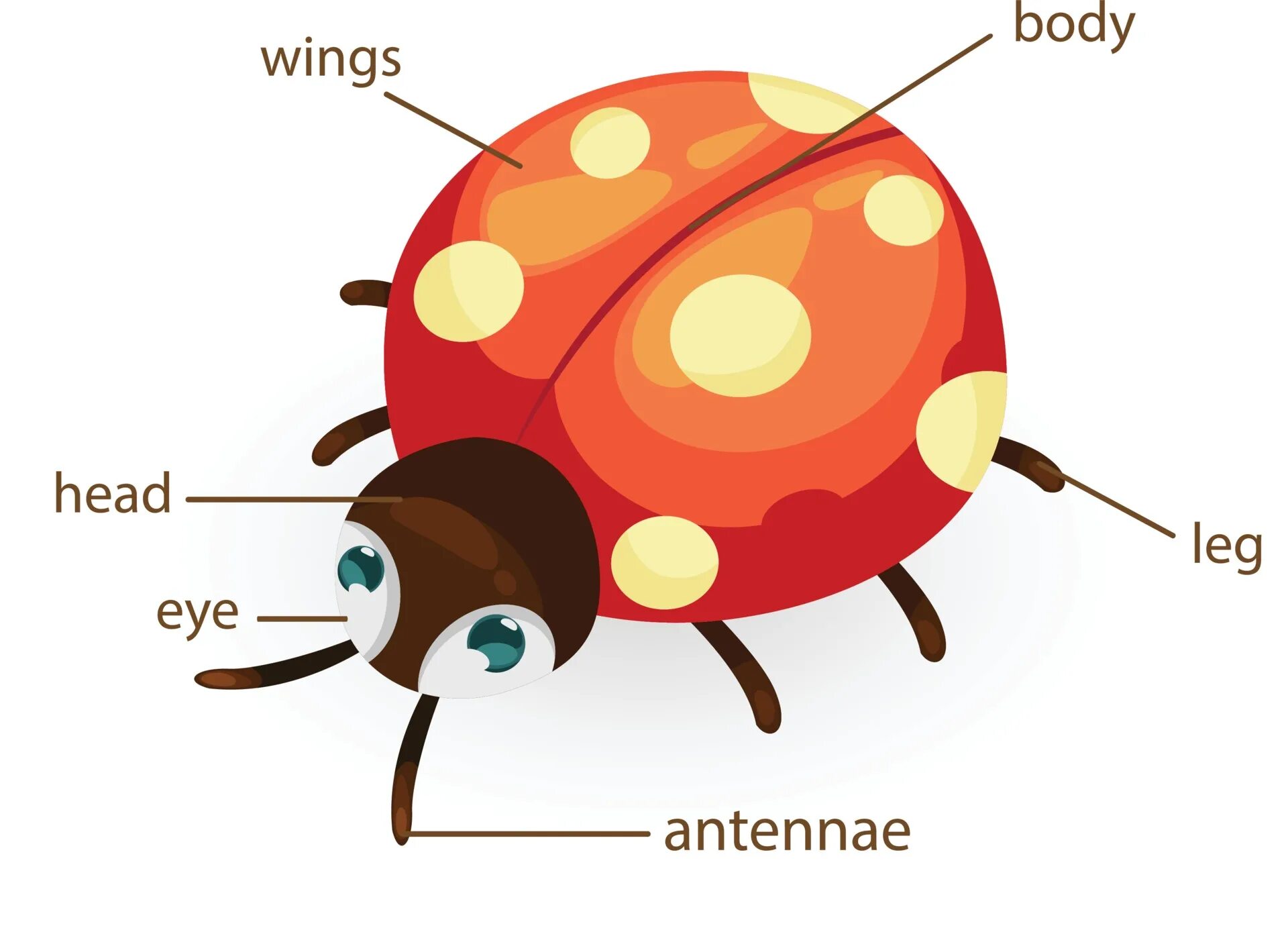 Коровка на английском языке. Внешнее строение Божьей коровки. Строение Божьей коровки для детей. Строение Божьей коровки. Части тела Божьей коровки.