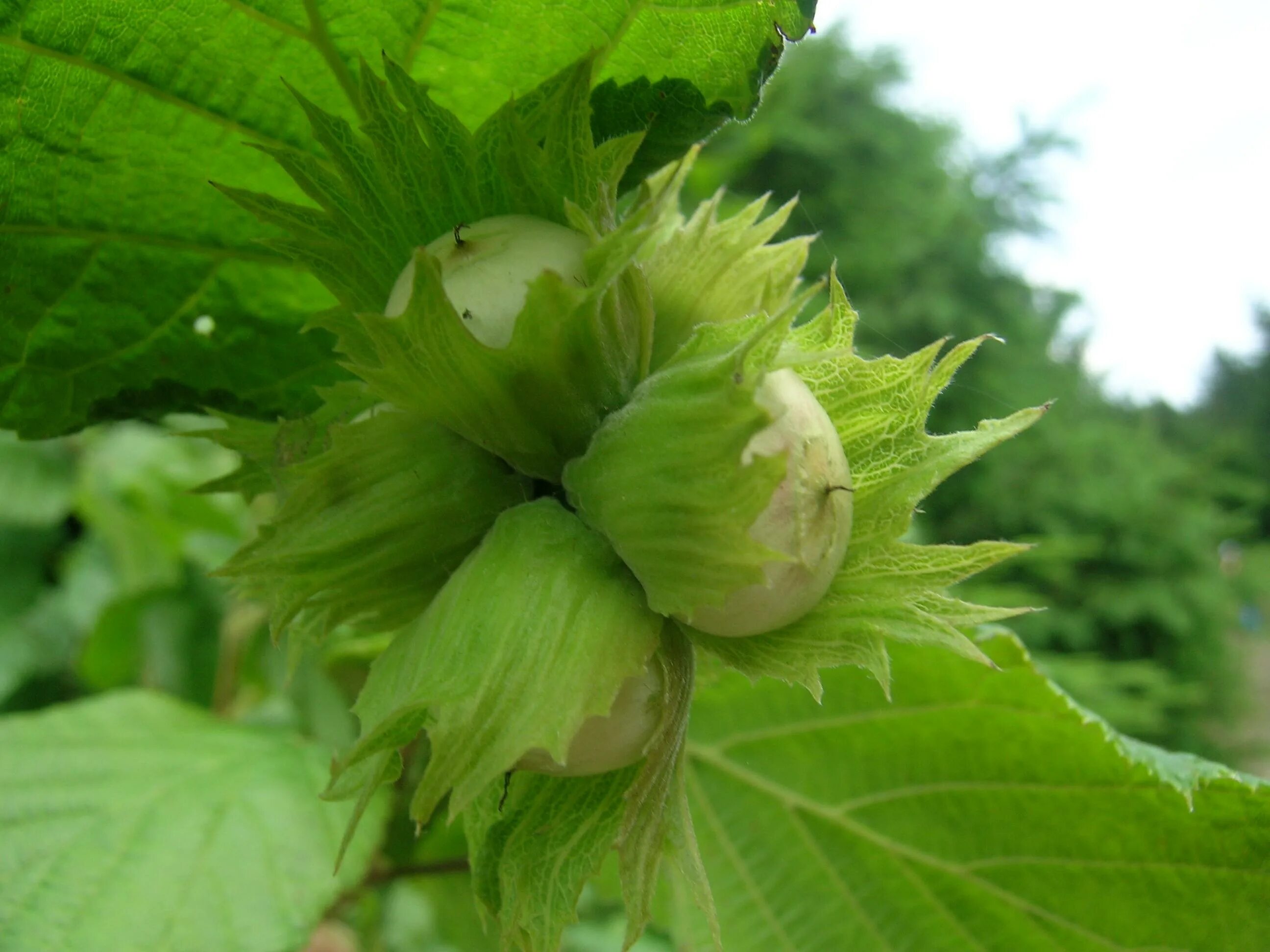 лещина обыкновенная орешник. орешник в каких лесах. лещина обыкновенная (corylus avellana). лещина обыкновенная (corylus avellana). орешник в каких лесах.
