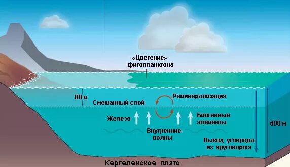 Слои воды в океане. Поверхностный слой океана. Глубинные слои океана. Биологическая структура океана. Внутренним слоем и поверхностью