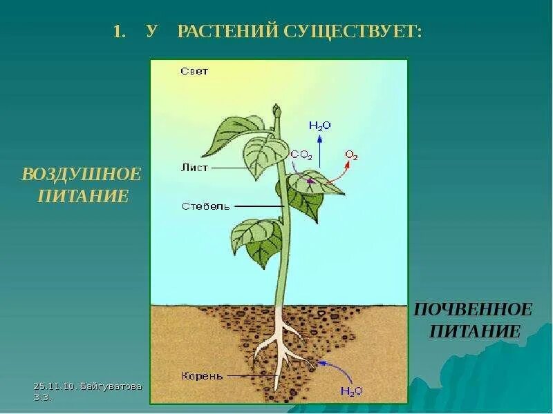 Как называется процесс воздушного питания растений. Схема почвенного и воздушного питания у растений. почвенное и воздушное питание растений. почвенное питание растений схема. воздушное питание и почвенное питание растений.