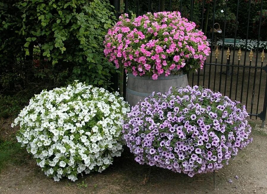 Петуния гиант парпл. Петуния tidal wave f1 purple,. Петуния тайдал вейв хот пинк. Петуния ампельная бургунди стар. Рассада петуния сильвер тайдал.