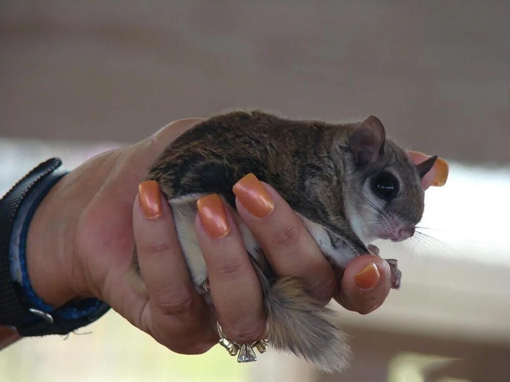 Сахарный сумчатый поссум. Белка летяга. Сахарный поссум кормление. Бельчонок летяга. Белка летяга.