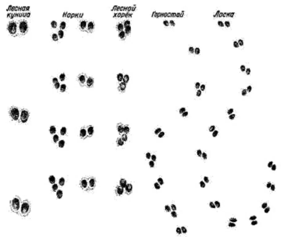 Следы хорька и куницы на снегу. Следы хоря. Как выглядит след хорька. Следы куницы хорька и ласки. Как выглядит след хорька.