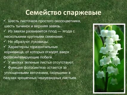 Систематика ландыша майского