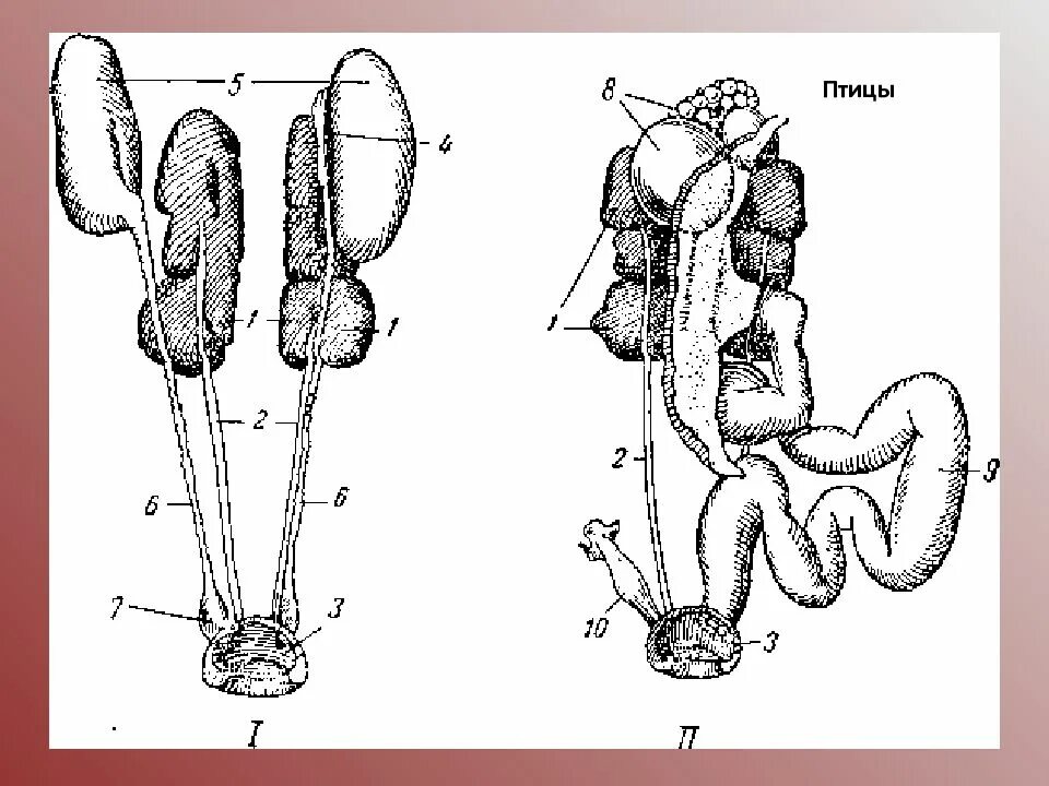 Половое строение птиц. Выделительная система пти. Как размножаются курицы. Половое строение птиц. Половое строение птиц.