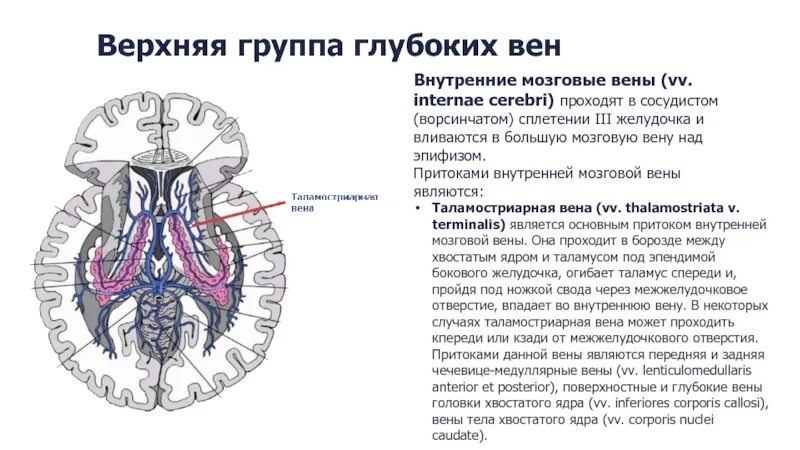 Верхние вены мозга. Вена Галена притоки. Большая Вена мозга Вена Галена. Сосудистые сплетения боковых желудочков анатомия. Боковые желудочки мозга сосудистые сплетения.