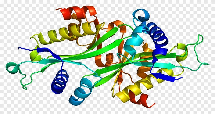 Ген белок фермент. Строение креатинкиназы. Креатинфосфокиназа структура. Креатинкиназа структура. Креатинфосфокиназа строение.