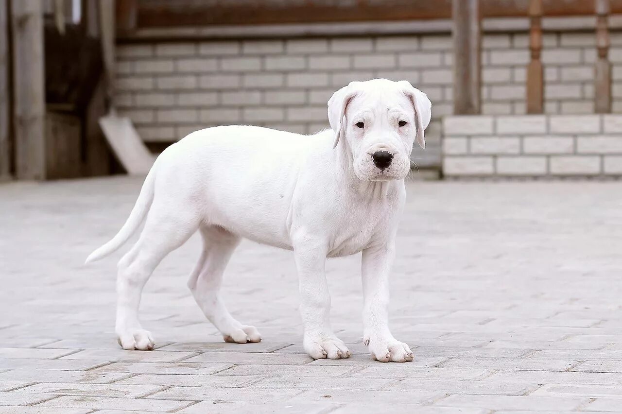 аргентинский дог опиум. аргентинский фила порода собак. мраморный аргентинский дог. аргентинский дог, мастиф. аргентинский мастиф.