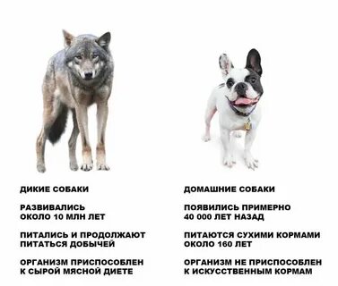 Как распознать собаку