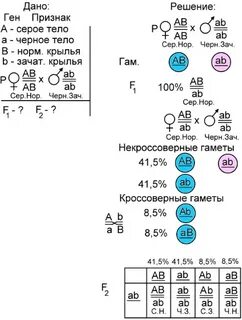 Проверочная работа по генетике