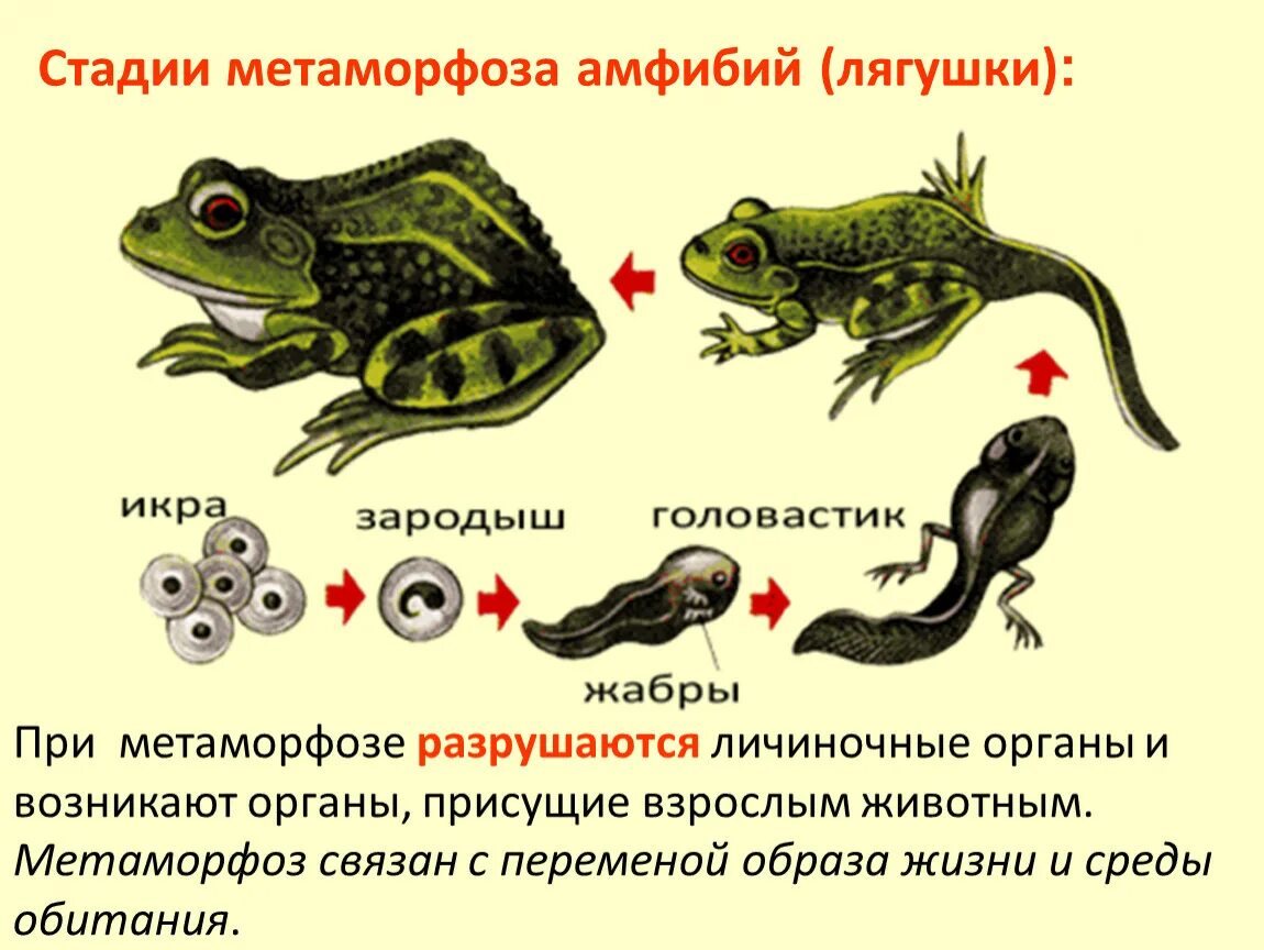 Земноводное у которого раньше всех заканчивается метаморфоз