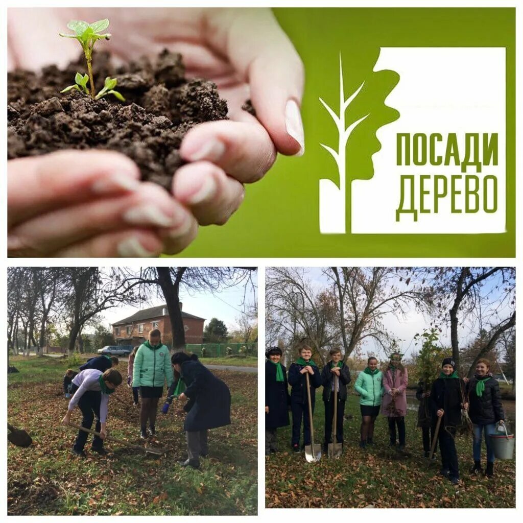 Дерево посажено впр 8 класс. Акция посади дерево. Посадка деревьев экология. Всероссийская акция посади дерево. Акция посади дерево картинки.