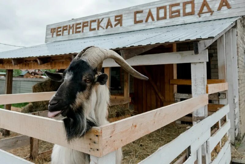 мини ферма в амбаре с разными животными. заведующий фермой. отель богдарня владимирская область. семейная животноводческая ферма. село адашево мордовия.